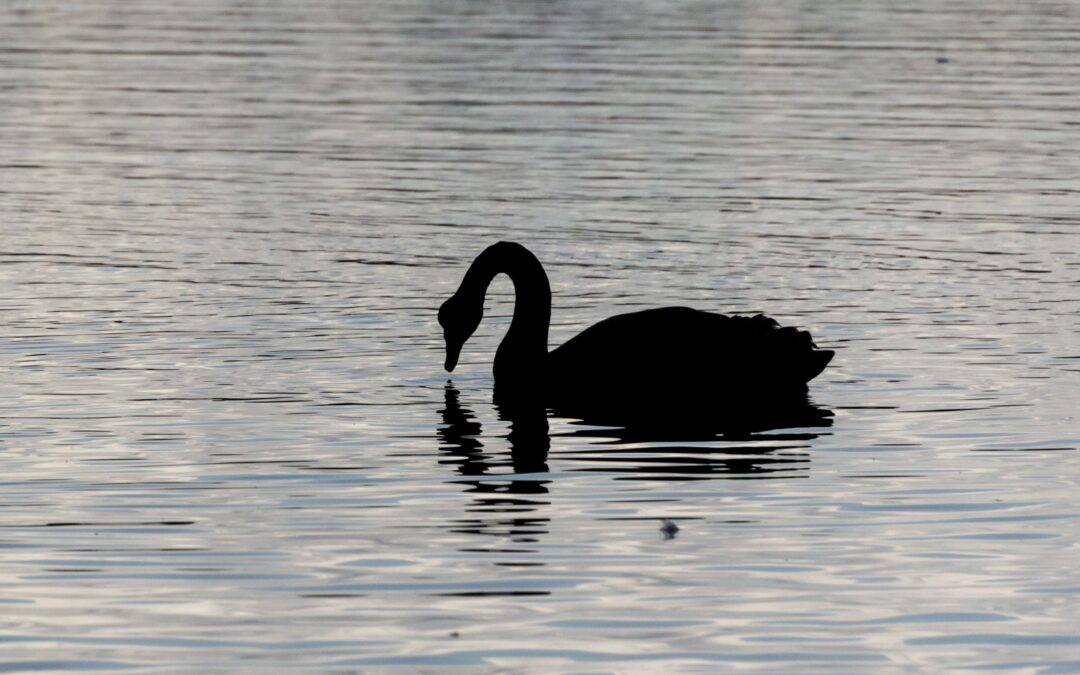 Owners Prepare Black Swan Event